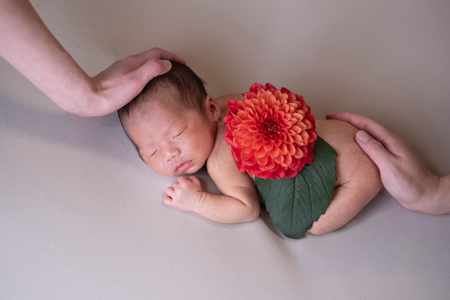 スタンダードニューボーン