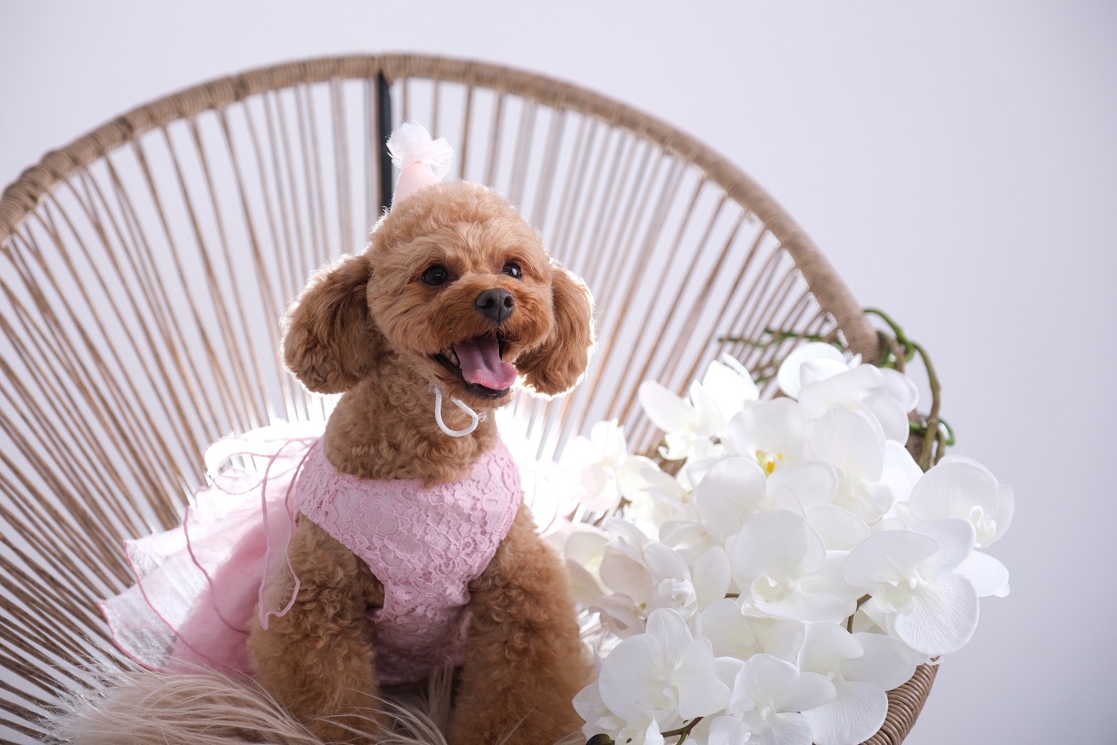 スタジオフォト