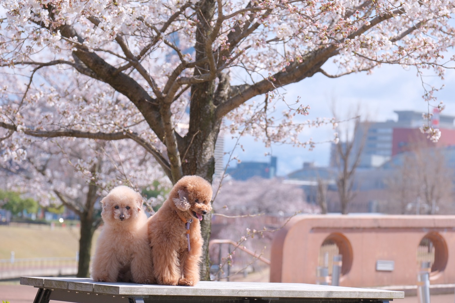 環水ロケランニングフォト